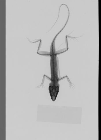 Media type: image;   Herpetology R-189250